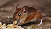 24 Hour & Emergency Exterminators in Pigeon Falls, WI